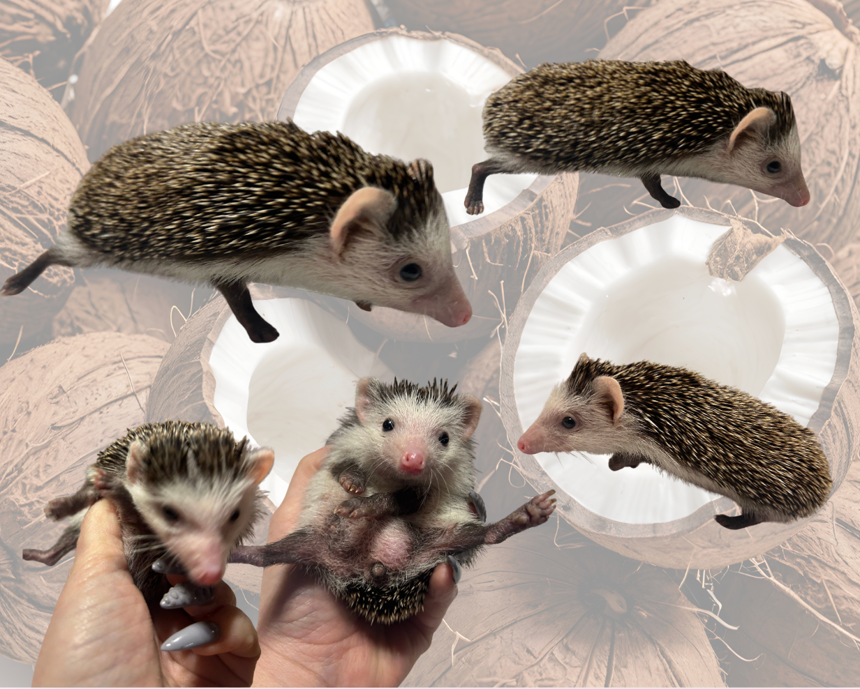 Coco Nutwork- male- Cuddler +++ (B.S.)