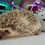 Thumbnail: "Max" male Ready after 10/11- friendly, sometimes shy (PIF +travel A.Arnone)