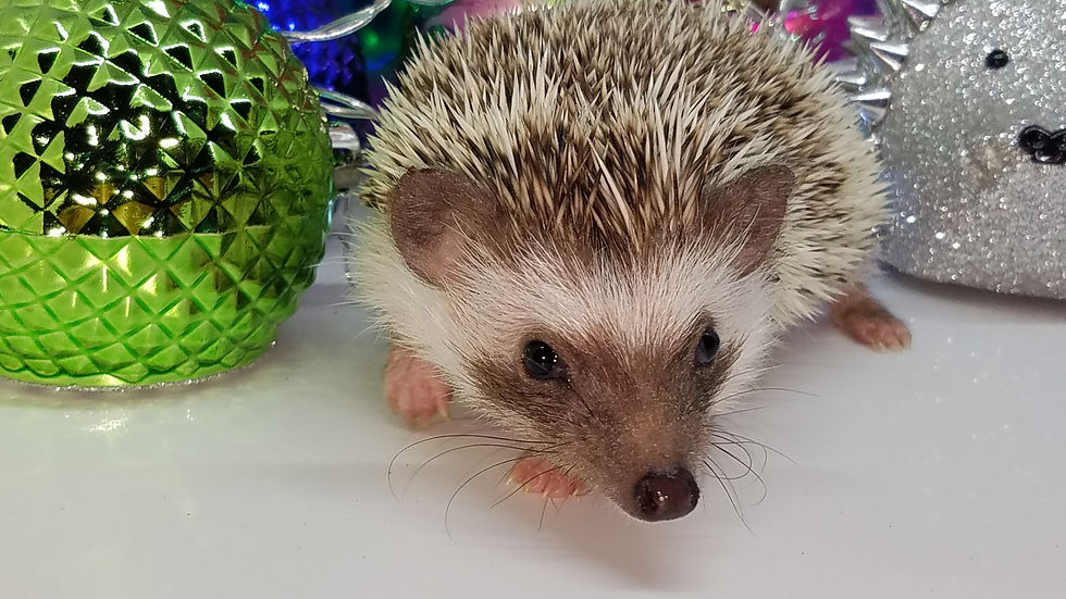 Thumbnail: "Macey" female Ready after 10/11-small and friendly (PIF+specialheat kitB.Coltz)