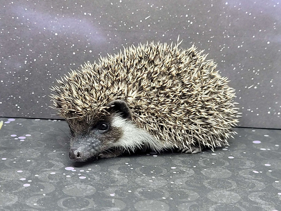Thumbnail: "Crusader" male Ready Soon! 10846AMidgette
