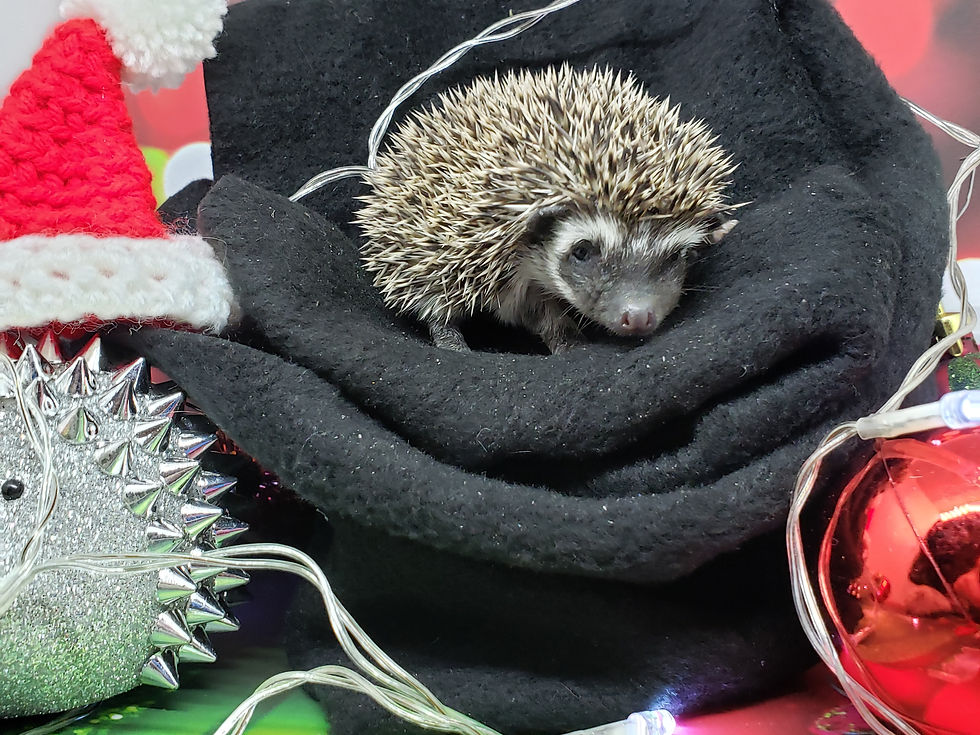 Thumbnail: "Quarry" male Ready after 12/11- (PIF holiday cage kit-P.Sillies)