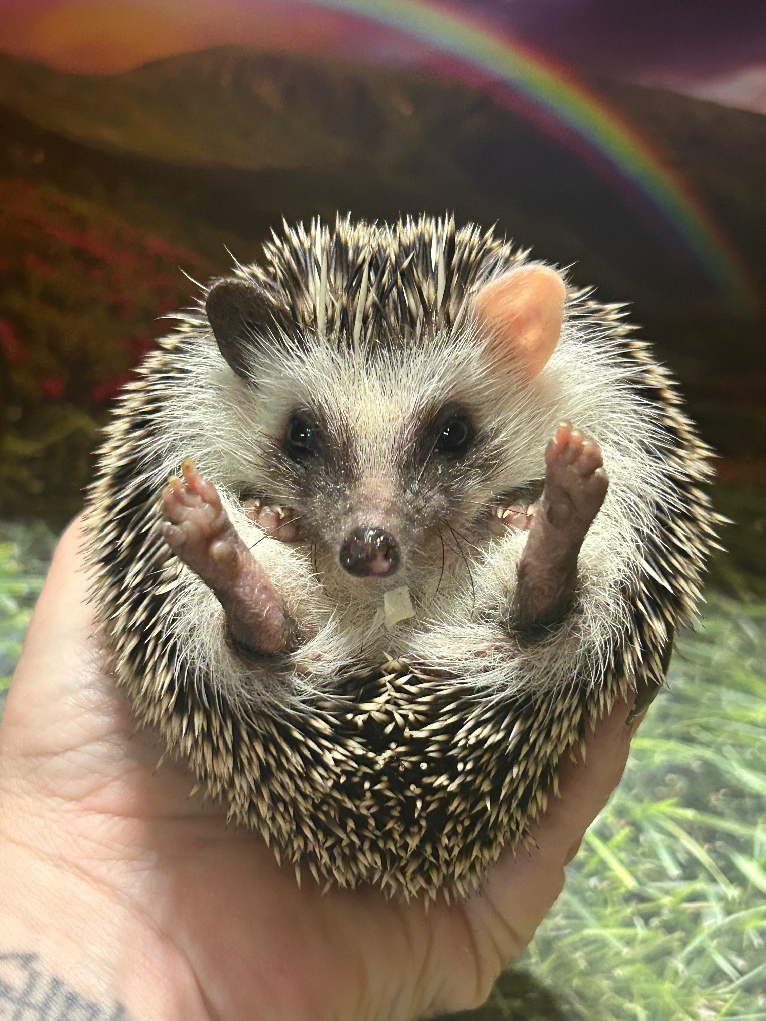 Loopsie - female - Ready Now