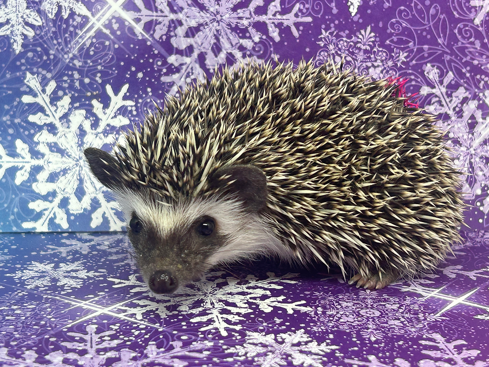 Thumbnail: Sally- female - Sweet++/ Average with Strong Cuddler Potential