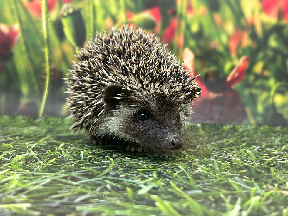Thumbnail: Walter Waffles- male Ready Now