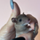 Thumbnail: "Cookie" female STO Ready May