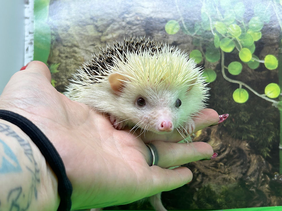 Thumbnail: "Jin" female- 1yr6mon adult