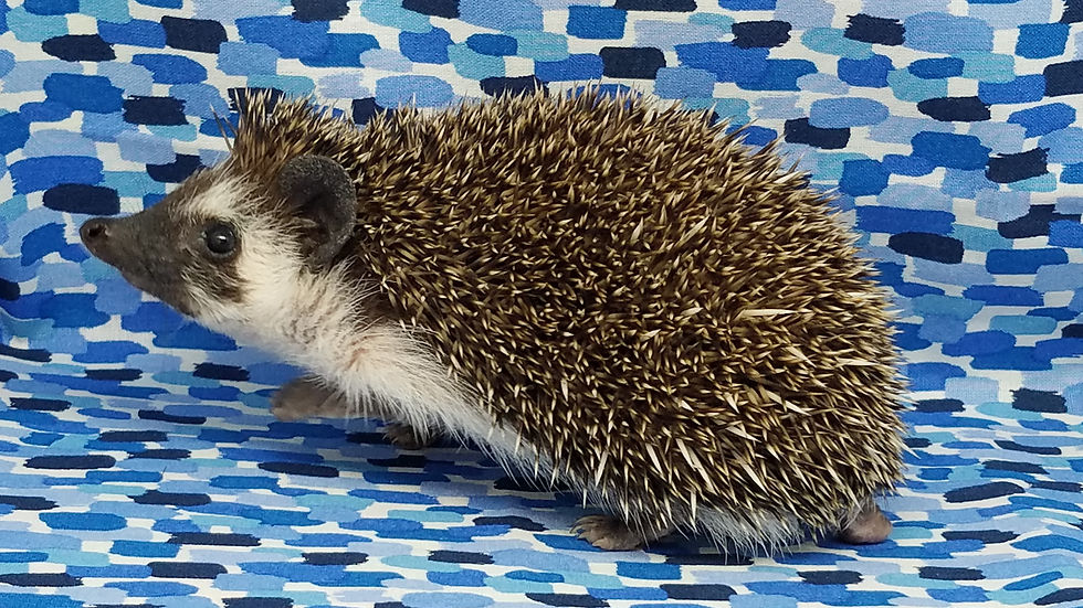 Thumbnail: "Zeb" male Ready after 7/7 - small and cute (PIF S.K.)