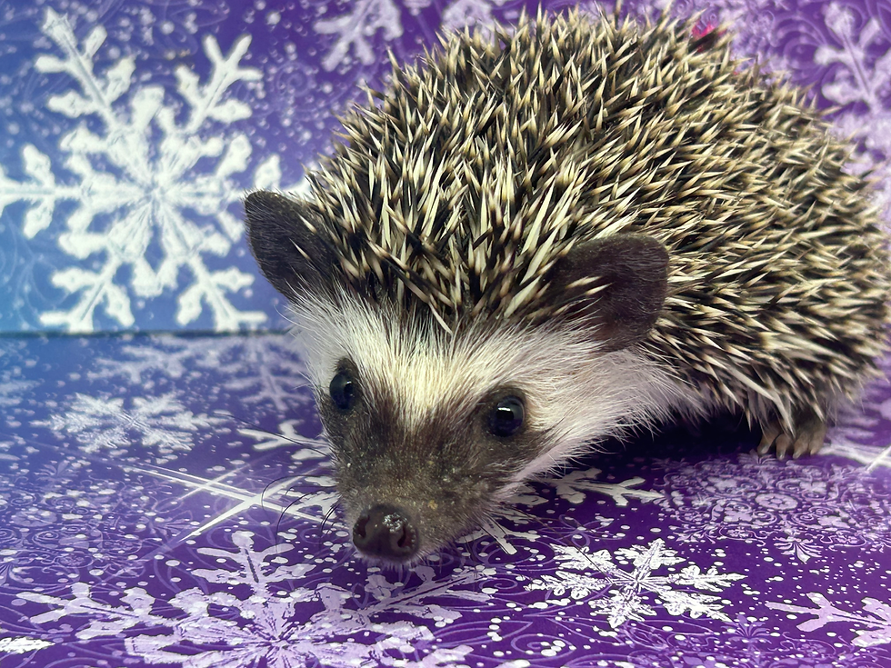 Thumbnail: Sally- female - Sweet++/ Average with Strong Cuddler Potential