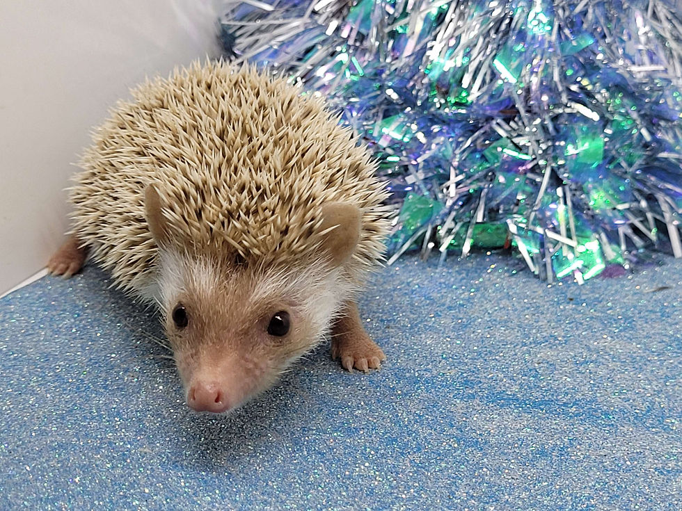 Thumbnail: "Crenshaw" male Ready by 12/23- small, outgoing personality