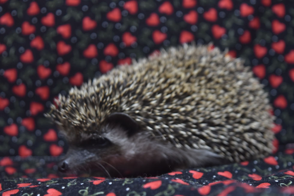 Thumbnail: "Ulura" female Ready Now (PIF w/liner cage kit B.J.)