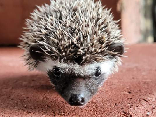 "Otis" male Ready after 7/15- brown classic mask, slightly shy but curious