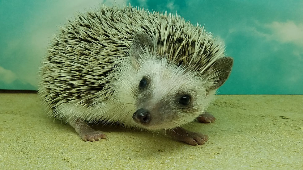 Thumbnail: "Arlo" male Ready Now (PIF N.Thomas)