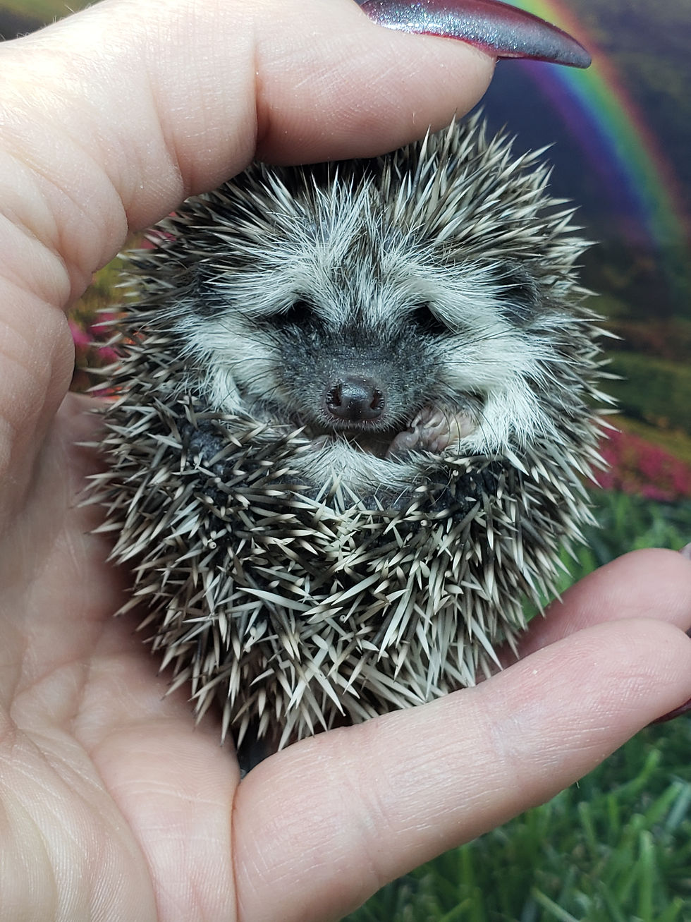 Thumbnail: "Yam" male Ready after 8/25 good boy, little shy on photo day(PIF A&Z Garrett)