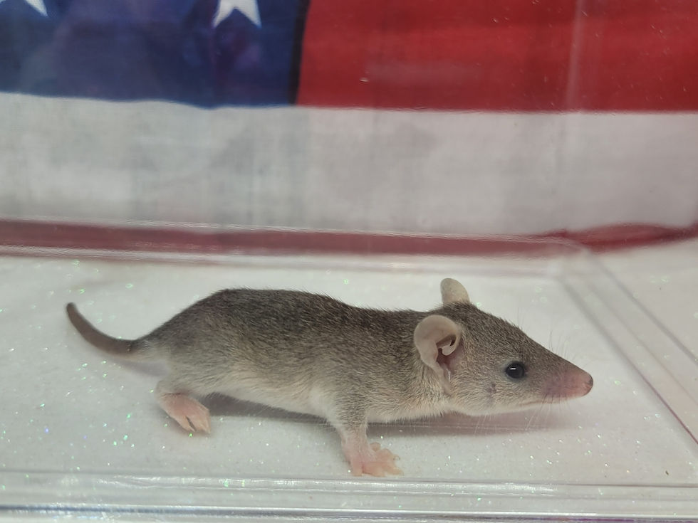 Thumbnail: "Prada" Female Short Tailed Opossum (10801 DBrockmann)