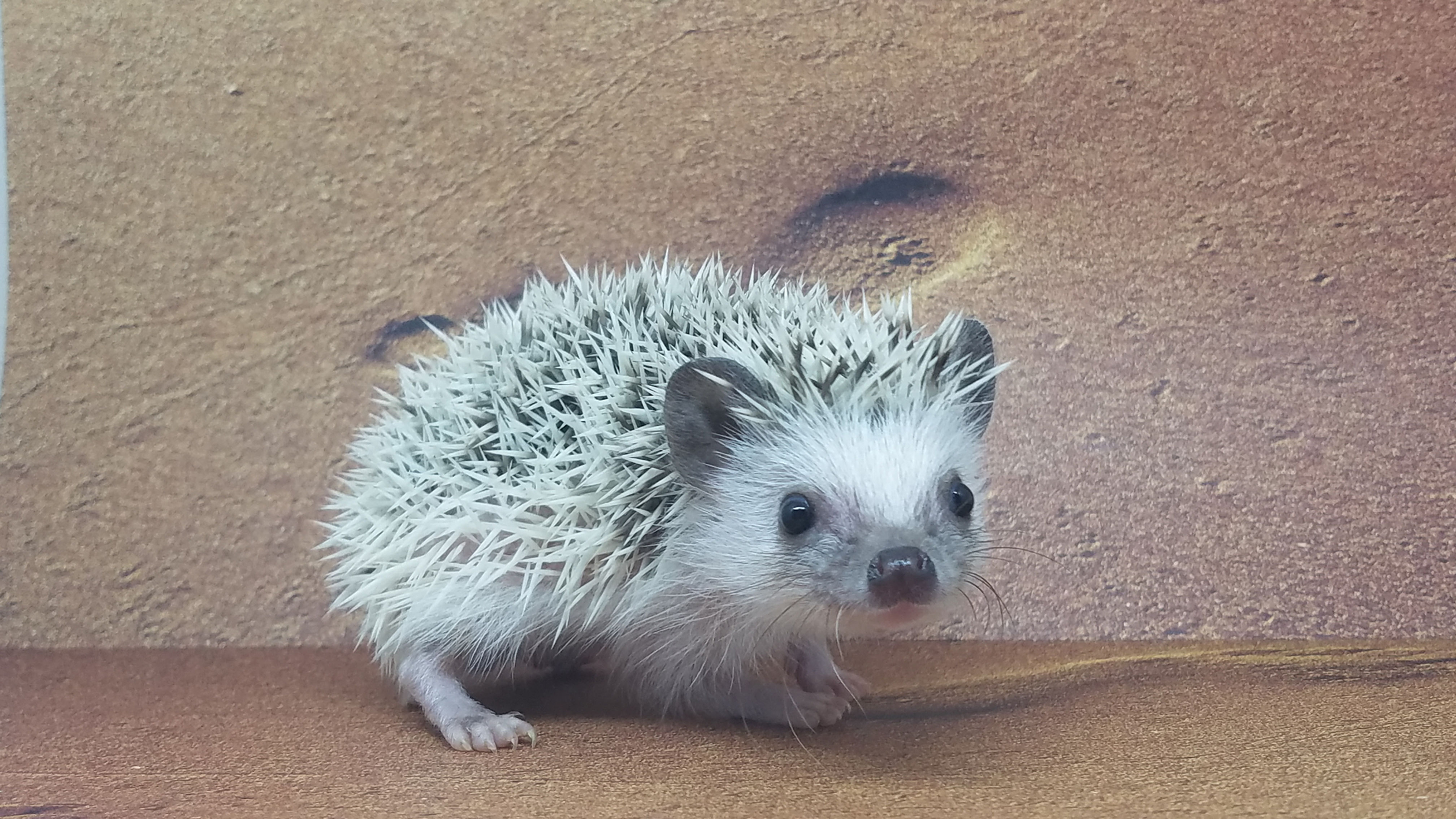 "Dianna" female Ready after 7/18- (discounted due to leg) PIF S.Alves