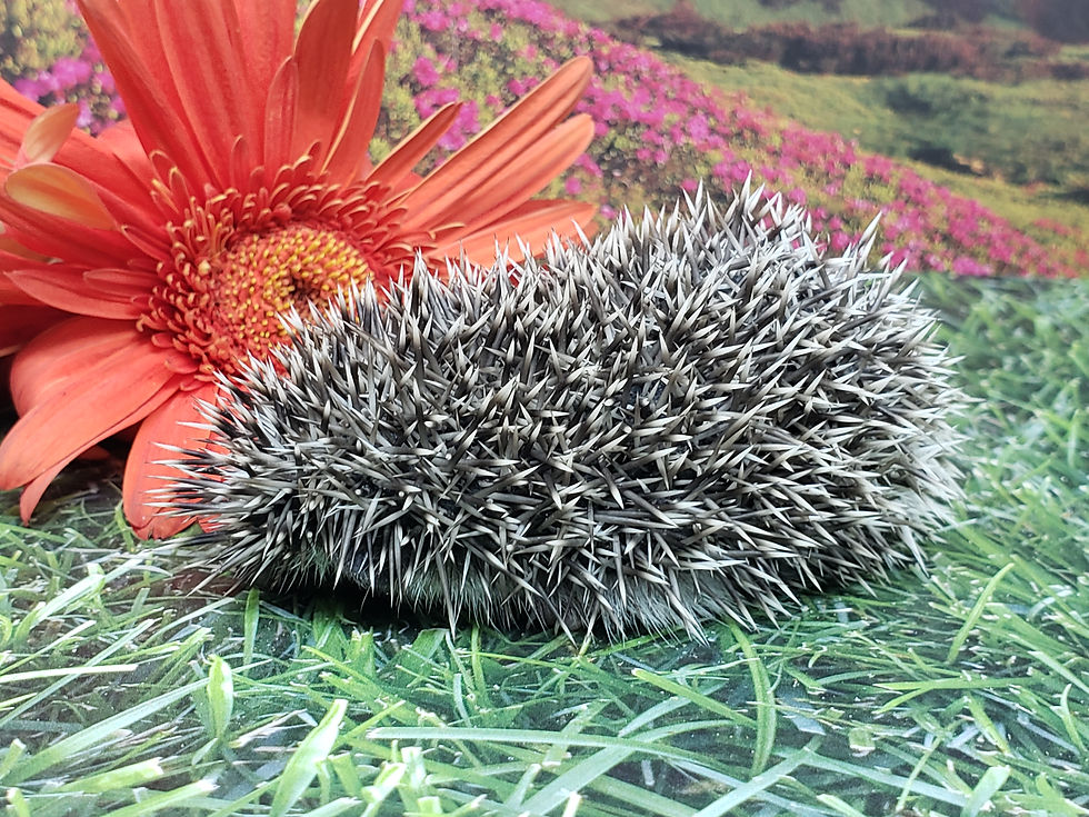Thumbnail: "Yam" male Ready after 8/25 good boy, little shy on photo day(PIF A&Z Garrett)