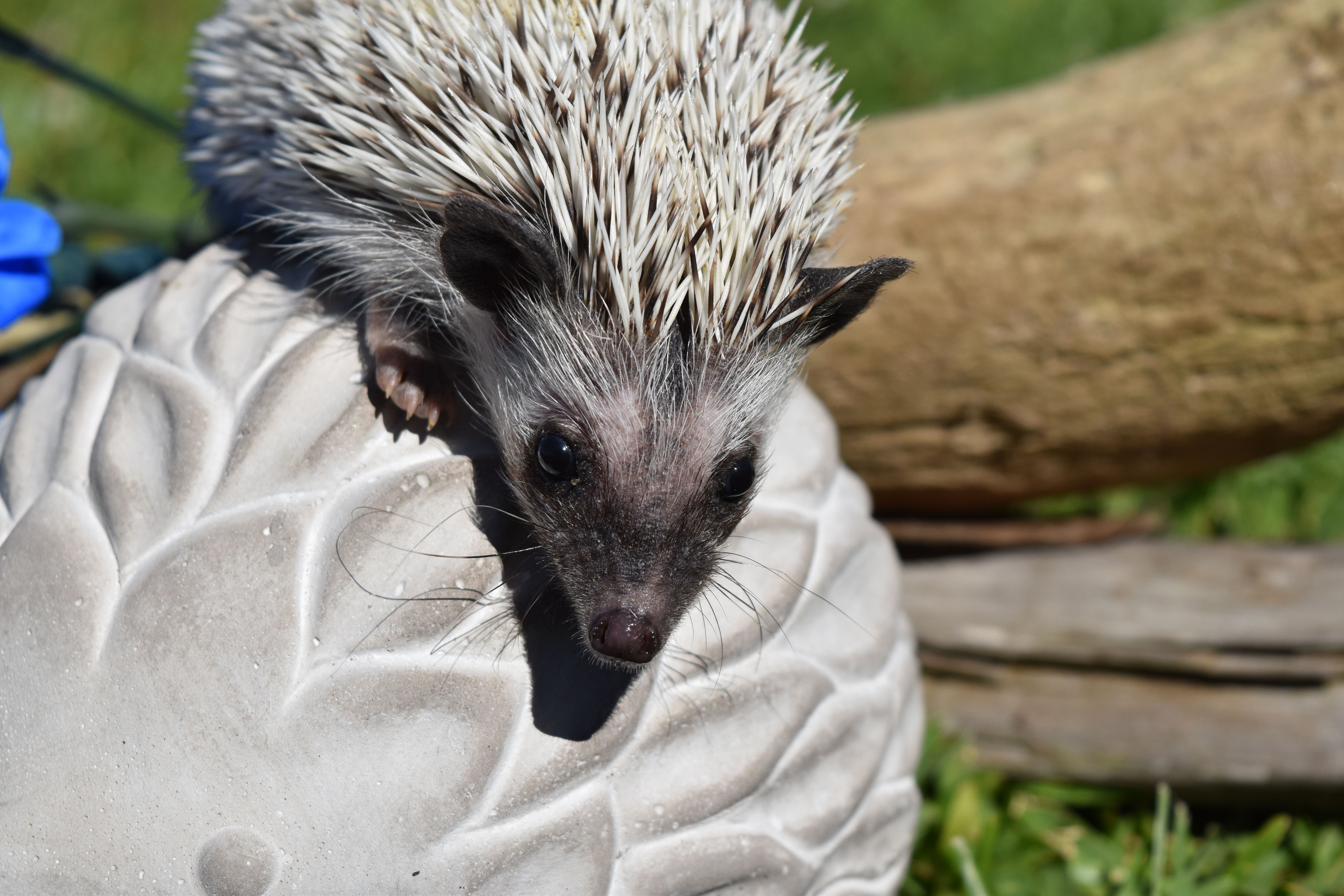 "Vicarious" & The Mikels' Special🦔❤️ (S.Mikels)