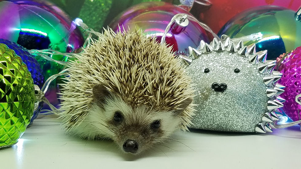 Thumbnail: "Max" male Ready after 10/11- friendly, sometimes shy (PIF +travel A.Arnone)