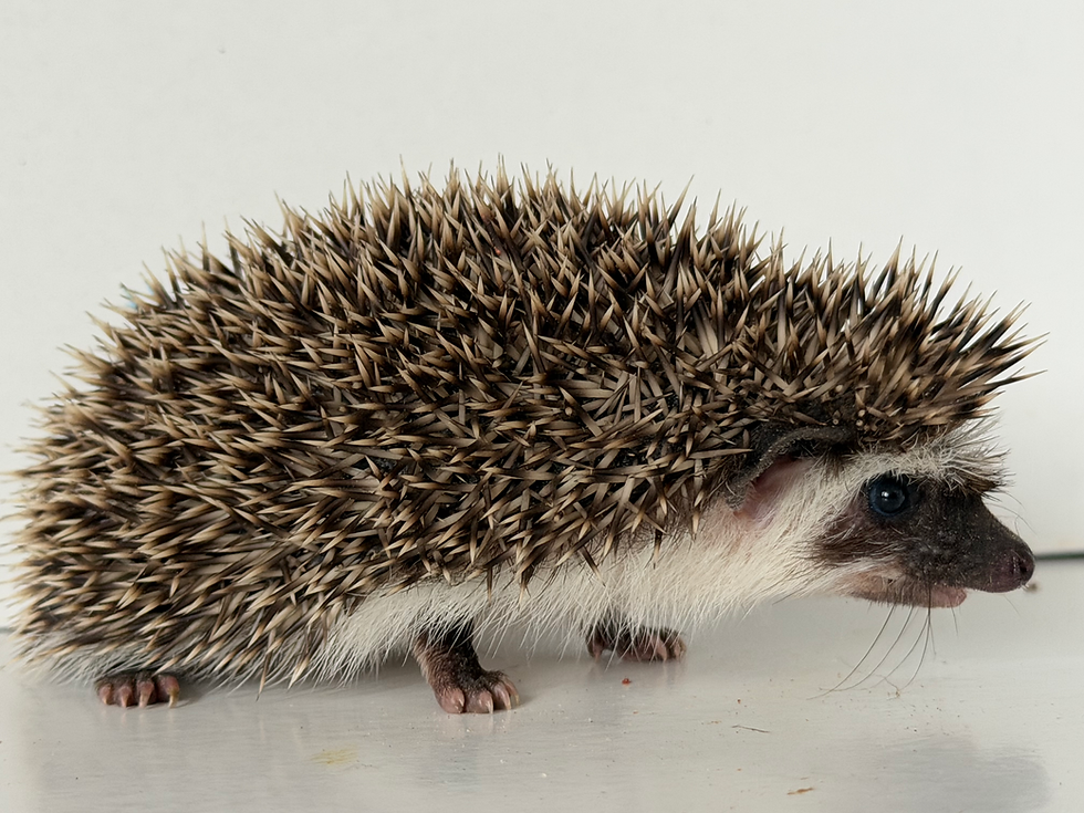 Thumbnail: Franken Berry- male- small,  friendly, slightly shy, (BL)