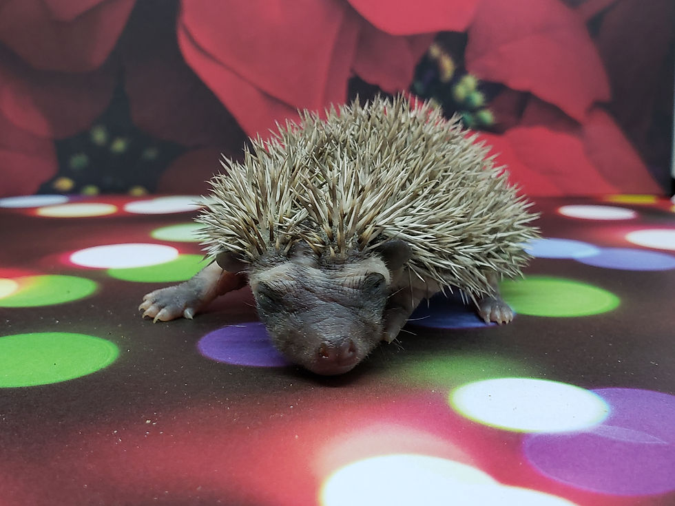 Thumbnail: "Kegyce" female Ready after 12/17 (PIF- D.ma)