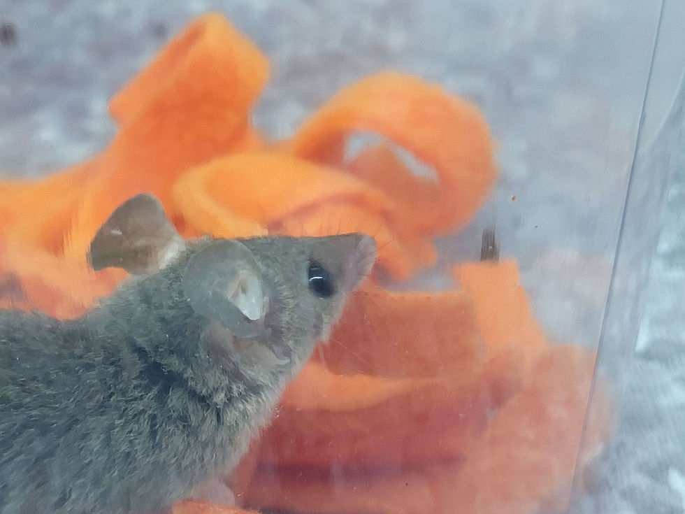 Thumbnail: "Joan" female- This STO will be joining The Ark Encounter in KY!