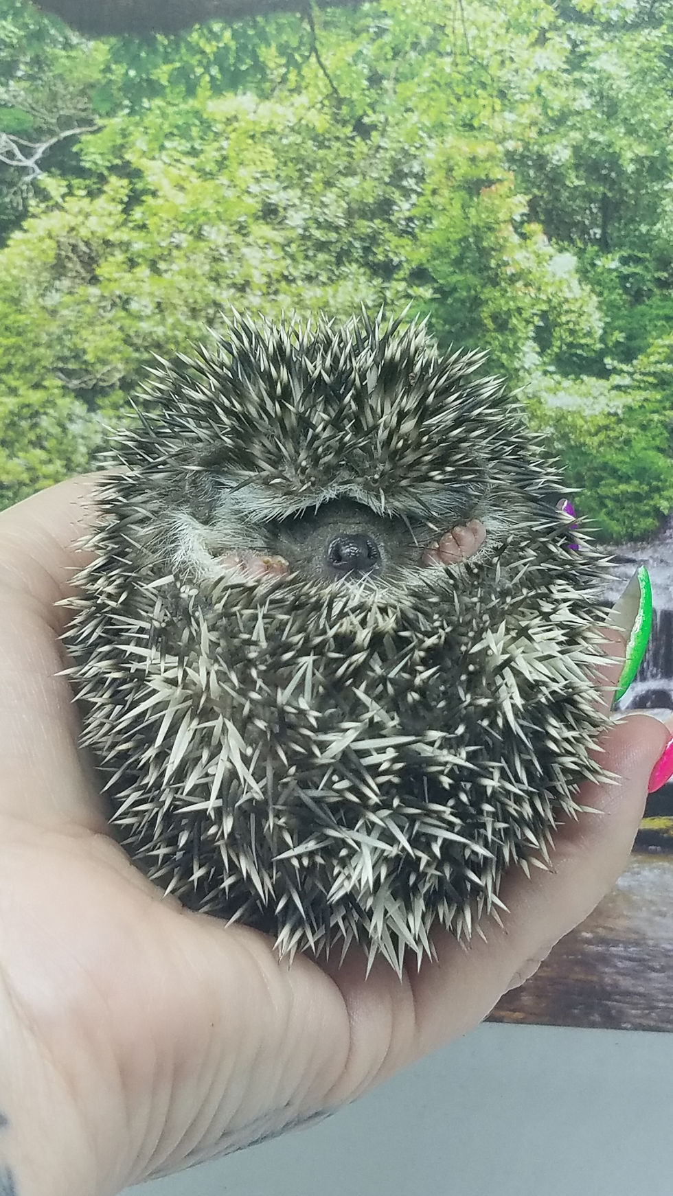Thumbnail: "Tako" male Ready after 8/23 (Aug/Sept pick-up) (PIF A.Coleman)