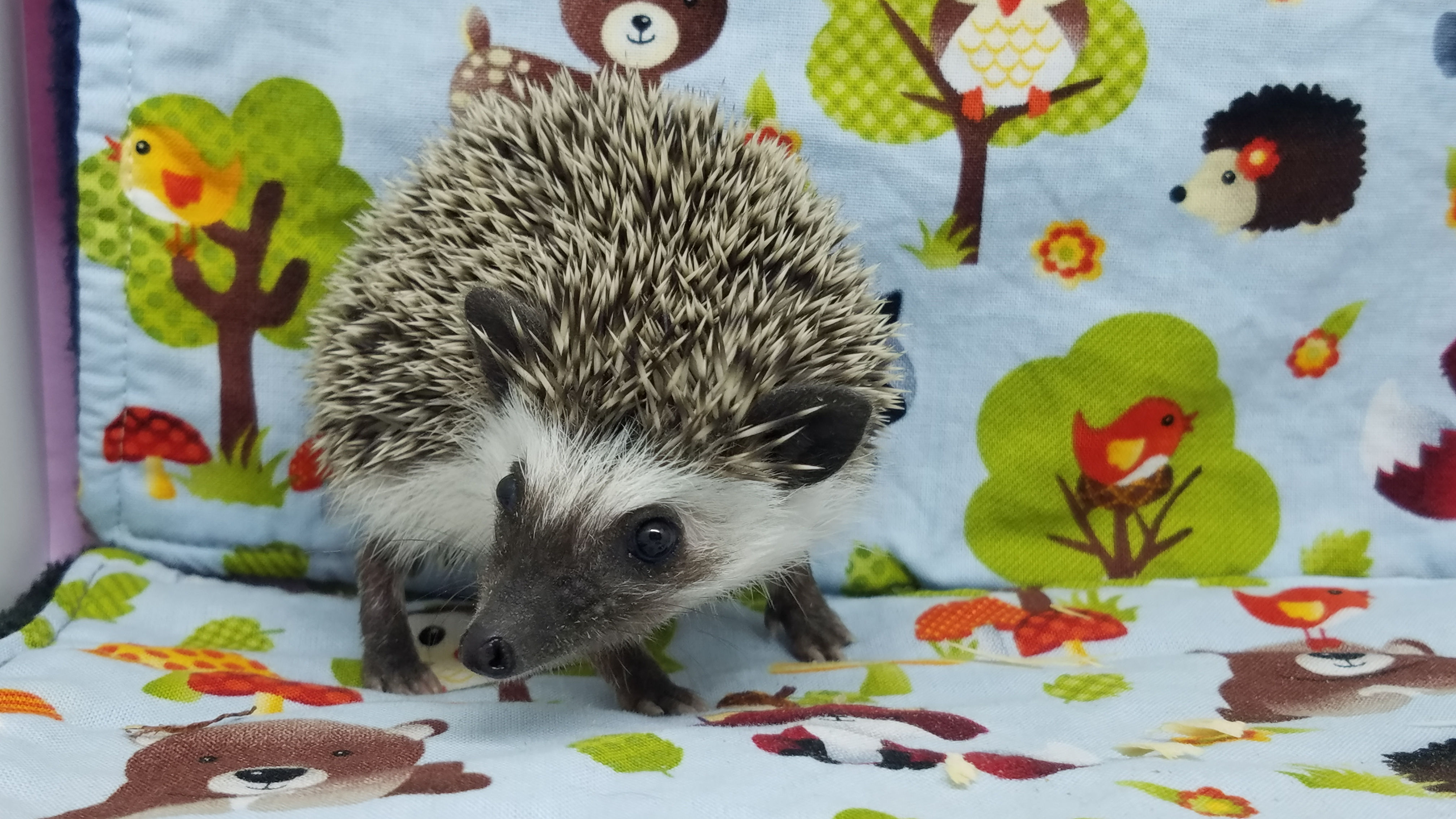 "Alder" male Ready after 4/28 (PIF+travel G.Downing)