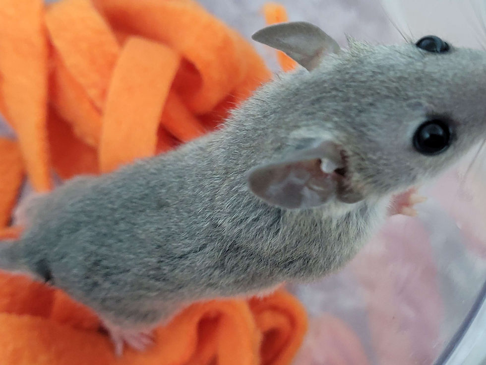 Thumbnail: "Huxley" male STO Ready after 11/02, (10855)
