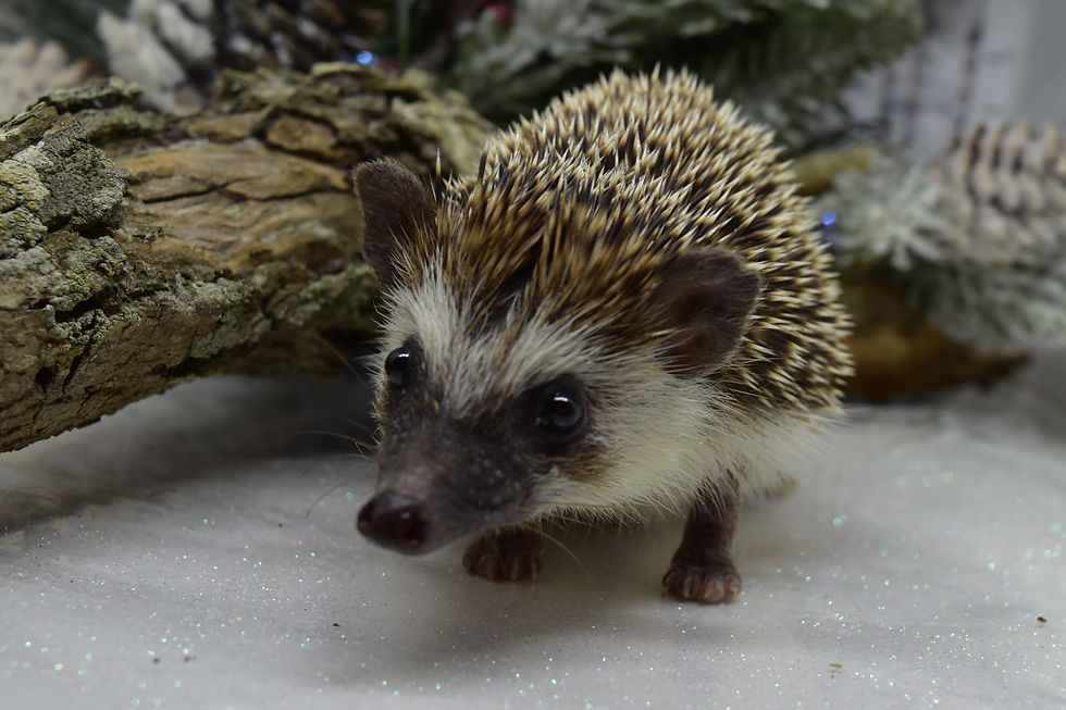 Thumbnail: "Appalachian" male Ready after 12/11- (sm-med) decent to nice