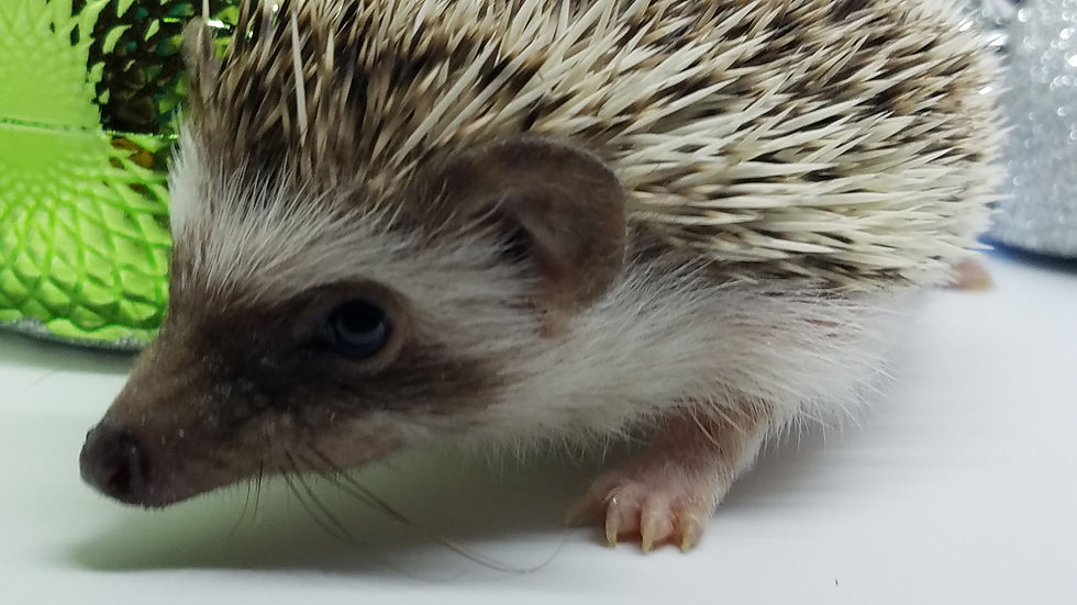Thumbnail: "Macey" female Ready after 10/11-small and friendly (PIF+specialheat kitB.Coltz)