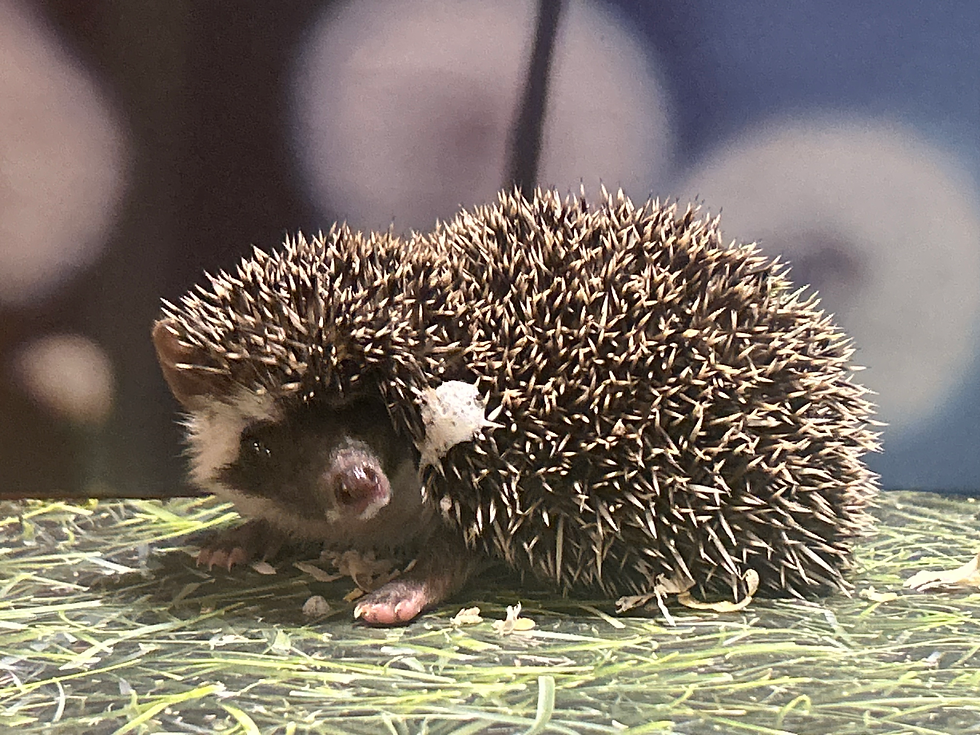 Thumbnail: Paisley Pineapple- female - Shy - Ready Now
