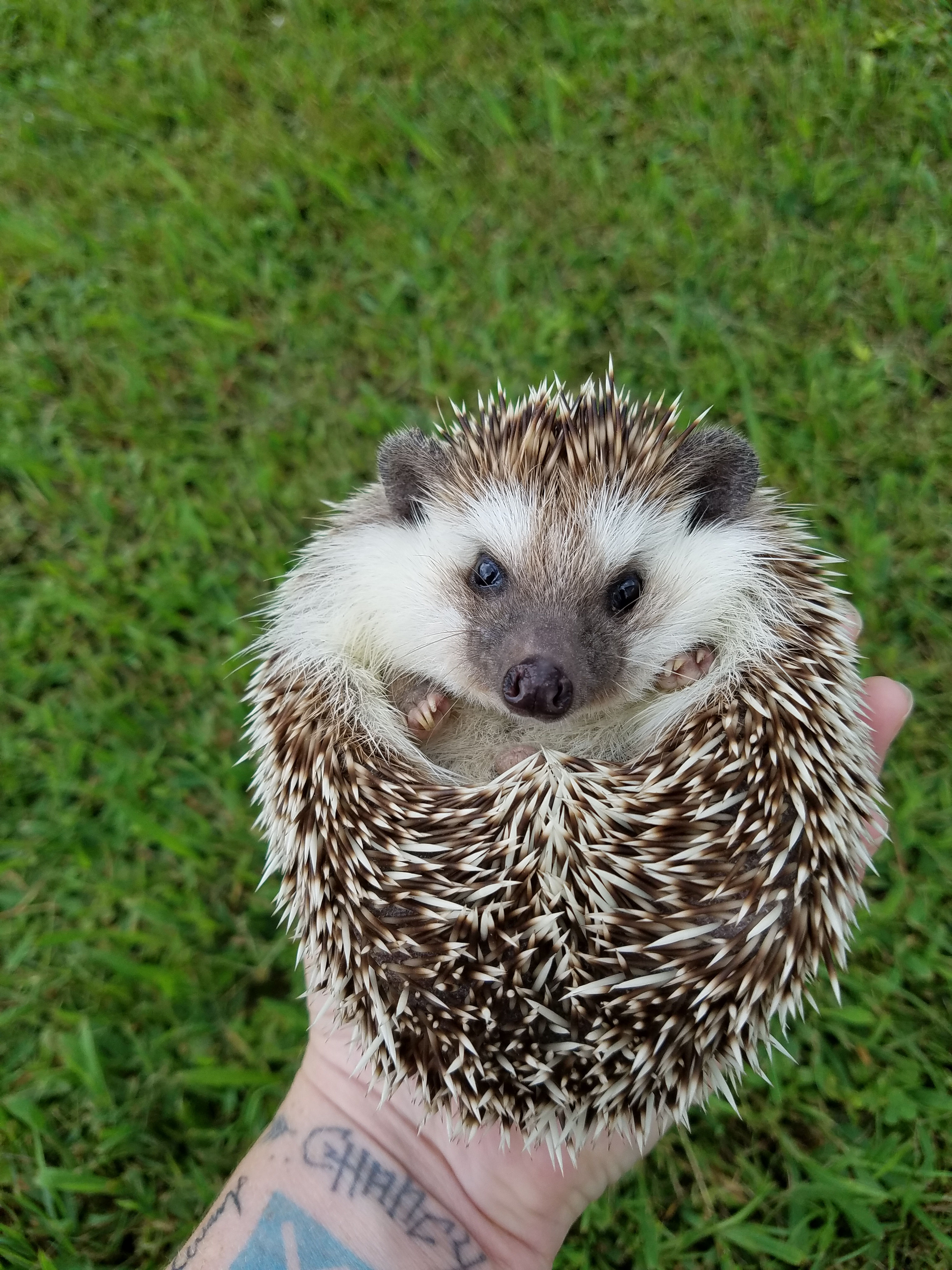 2.5 yr old Male #756 (PIF J.Fulshaw)