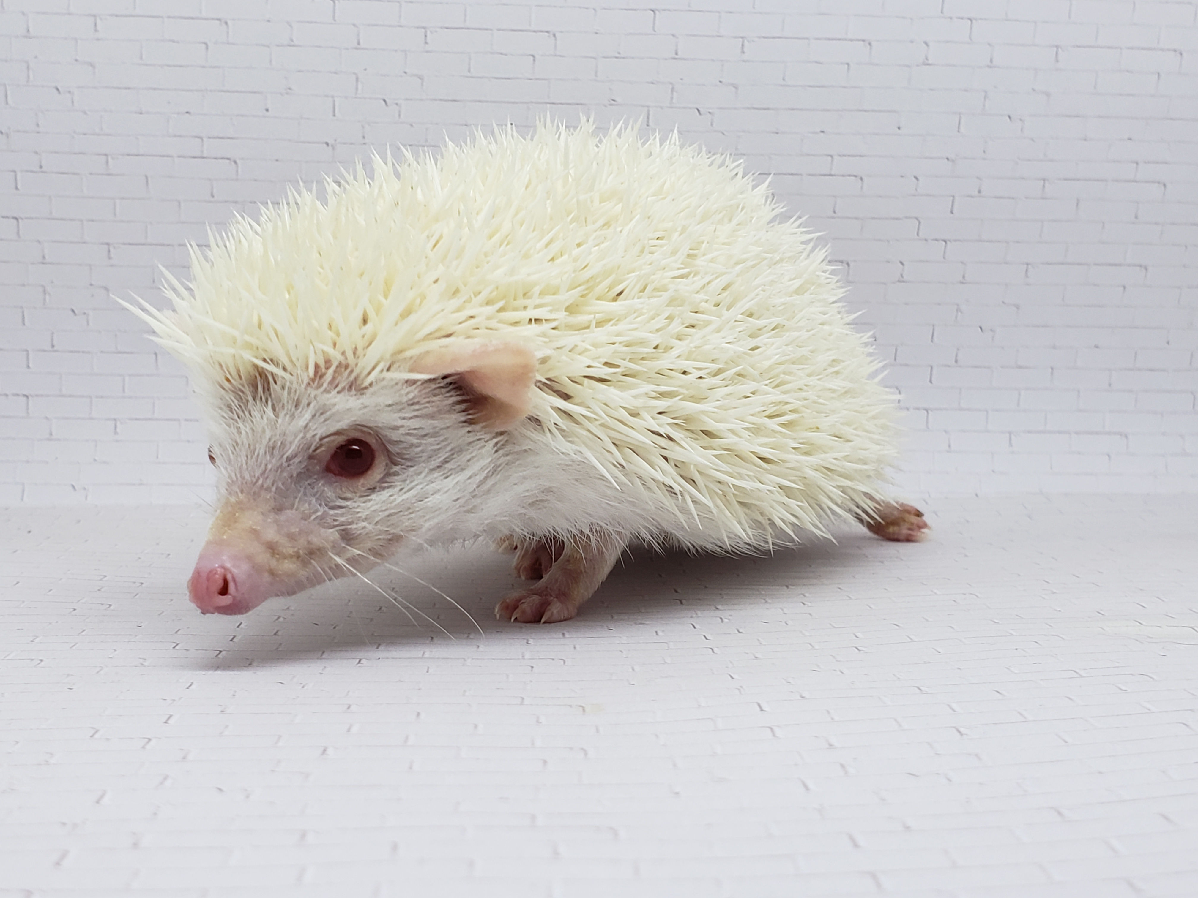 "Hannibal" male Ready after 5/24