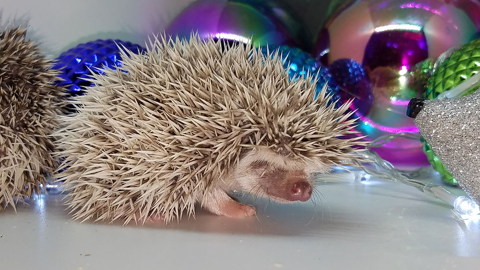 Thumbnail: "Alfred" male Ready after 12/8 cuddly, shy GORGEOUS (PIF J.Goodchild)