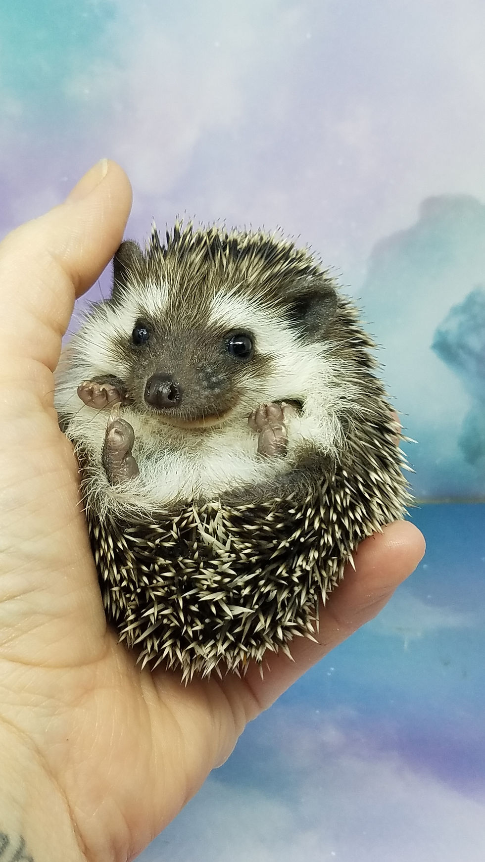 Thumbnail: "Phebe" female Ready Jan 20-28 (PIF +cage kit w/liner S.Hill)