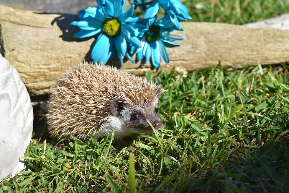 Thumbnail: "Meander" female Ready after 5/10- average to fussy attitude