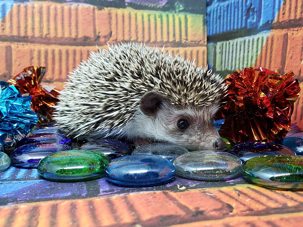Thumbnail: "Eclair" male Ready late Jan/early Feb - nice, good personality (PIF K.L.)