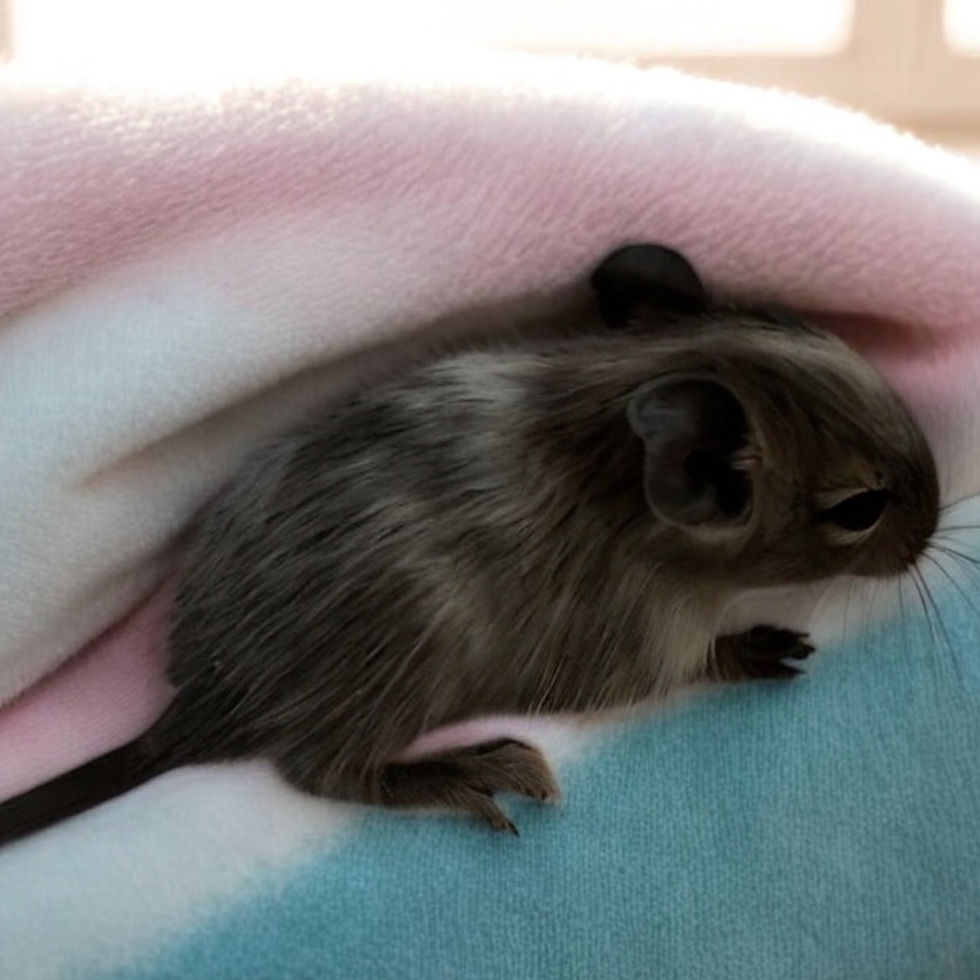 Thumbnail: Degu 1- male- Ready after 8/4