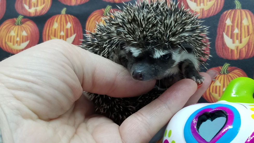 Thumbnail: "Uno" female Ready after 10/31