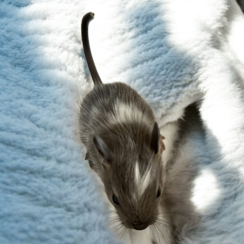 Thumbnail: Degu 5- male- Ready after 8/4