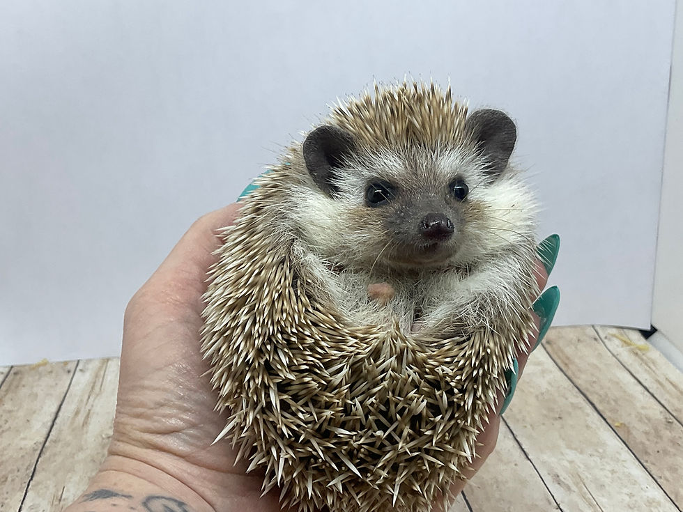 Thumbnail: "Gus" male Ready Now (C.Baltz)