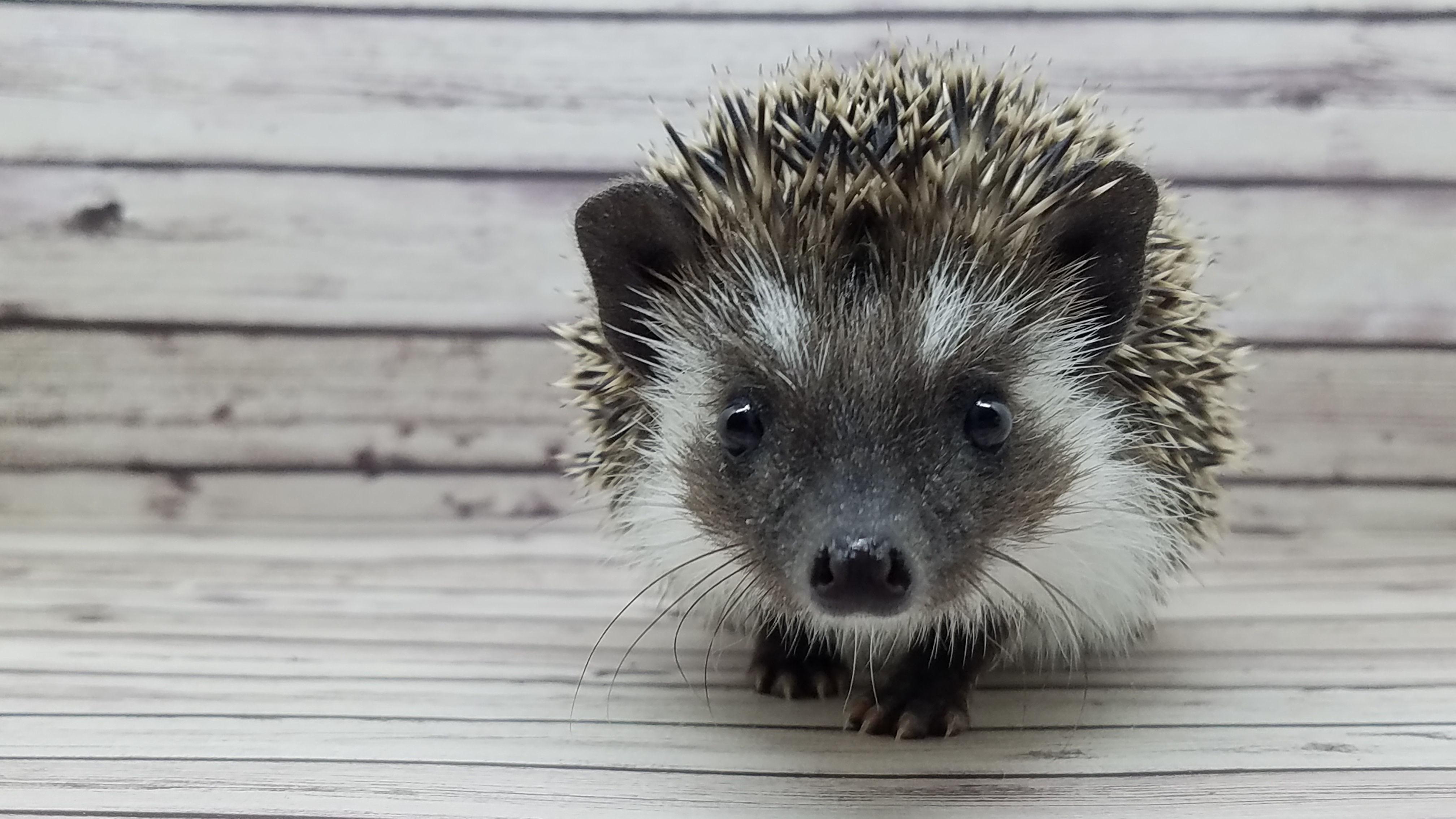 "Stu" male Ready after 2/17 (PIF +Durham travel L.Jones)