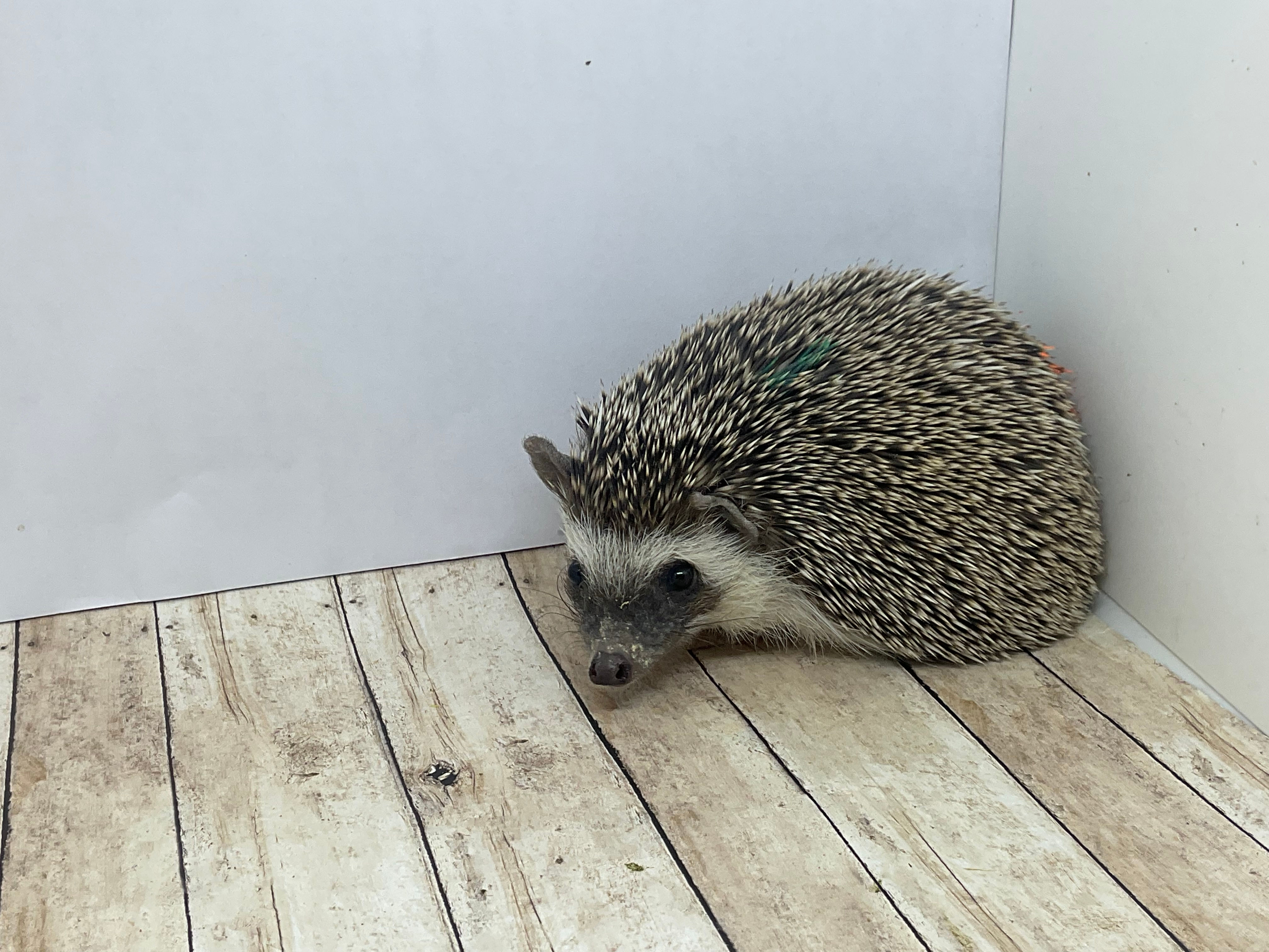 "Bean" male Ready Now 10903 sold