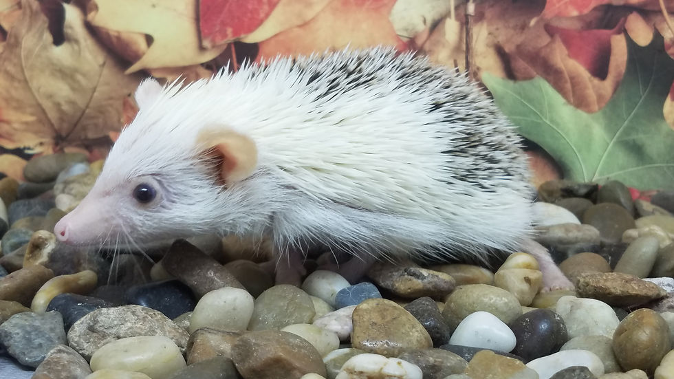 Thumbnail: "Quenton" Male Ready Now- easy going, small