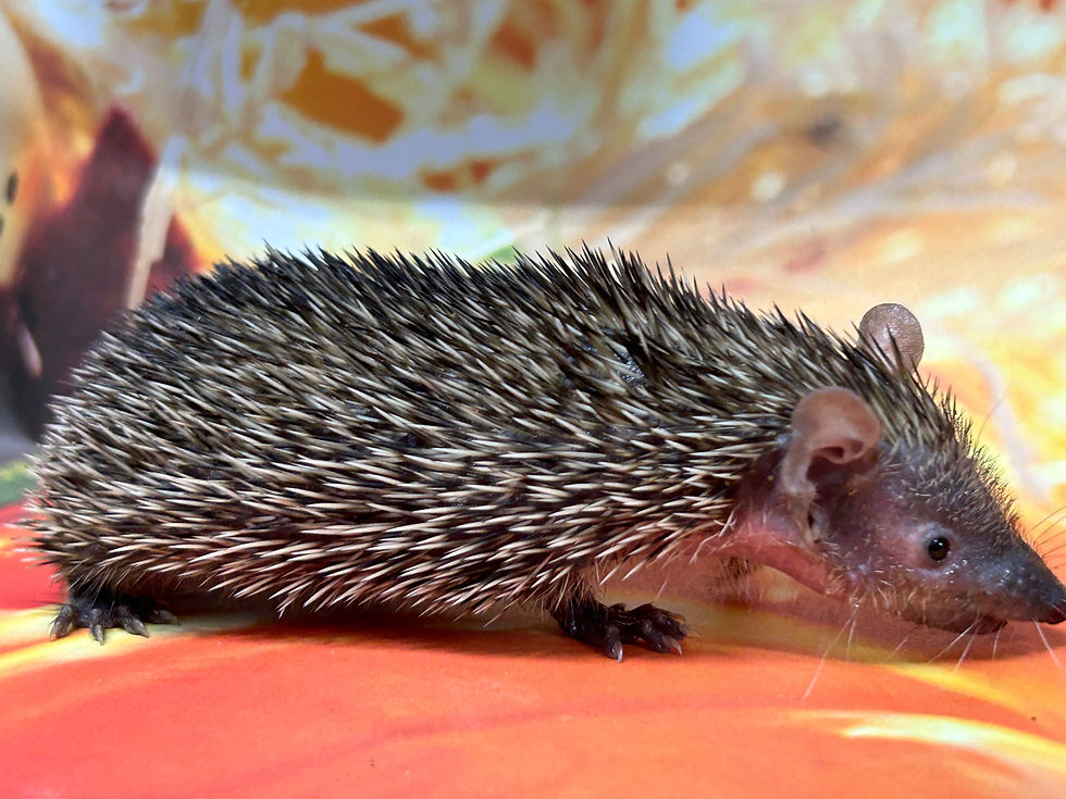 Thumbnail: Joel- male- Tenrec (F:C 0.00%)- Ready after 9/10