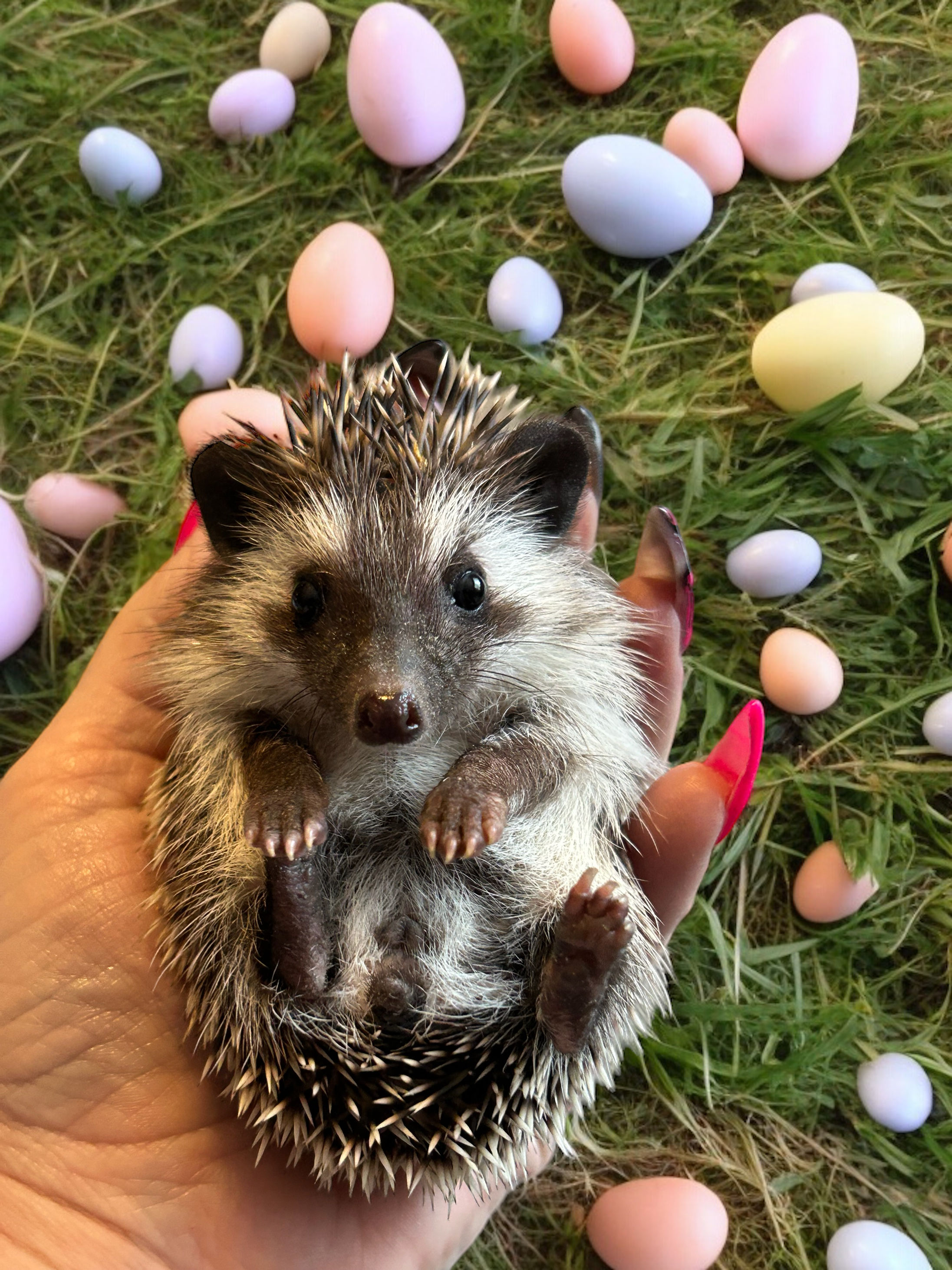 Lady Lolly Lambchop- female