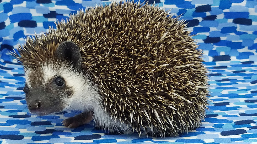 Thumbnail: "Zeb" male Ready after 7/7 - small and cute (PIF S.K.)