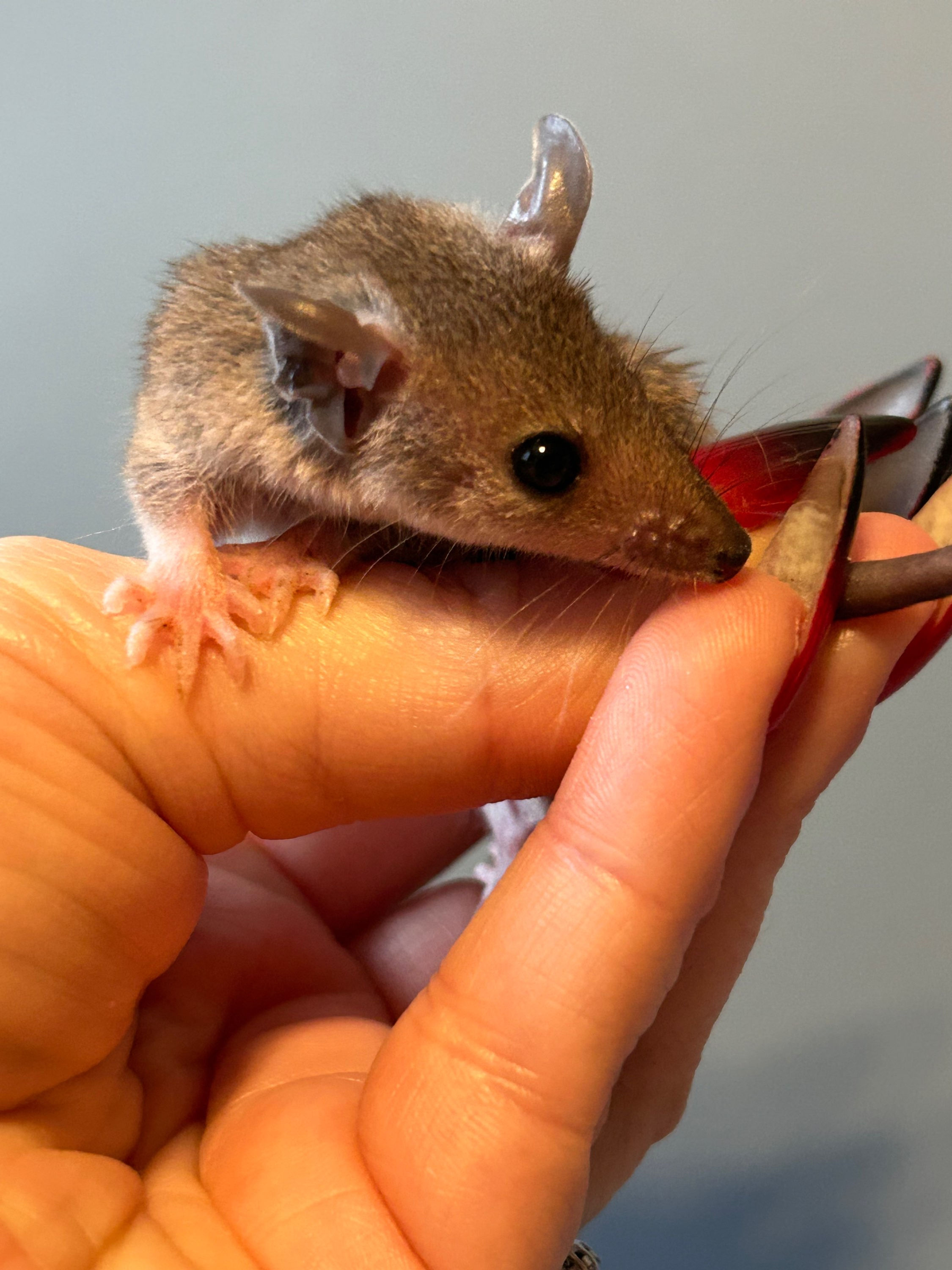 "Miles Muffintop" male STO Ready June