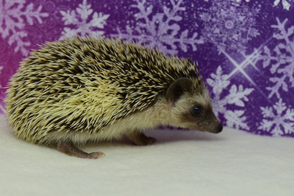 Thumbnail: "Beech" female Ready soon- (tiny) (PIF 10690)