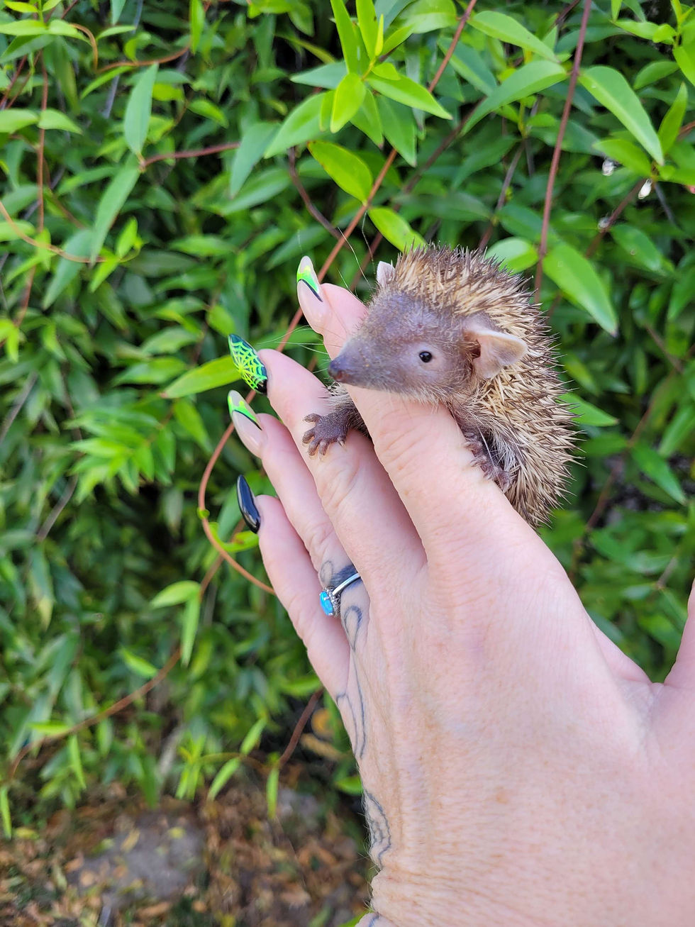 Thumbnail: "Colby"  male- Tenrec (C:J 2.34%) - Super dark- Ready Now